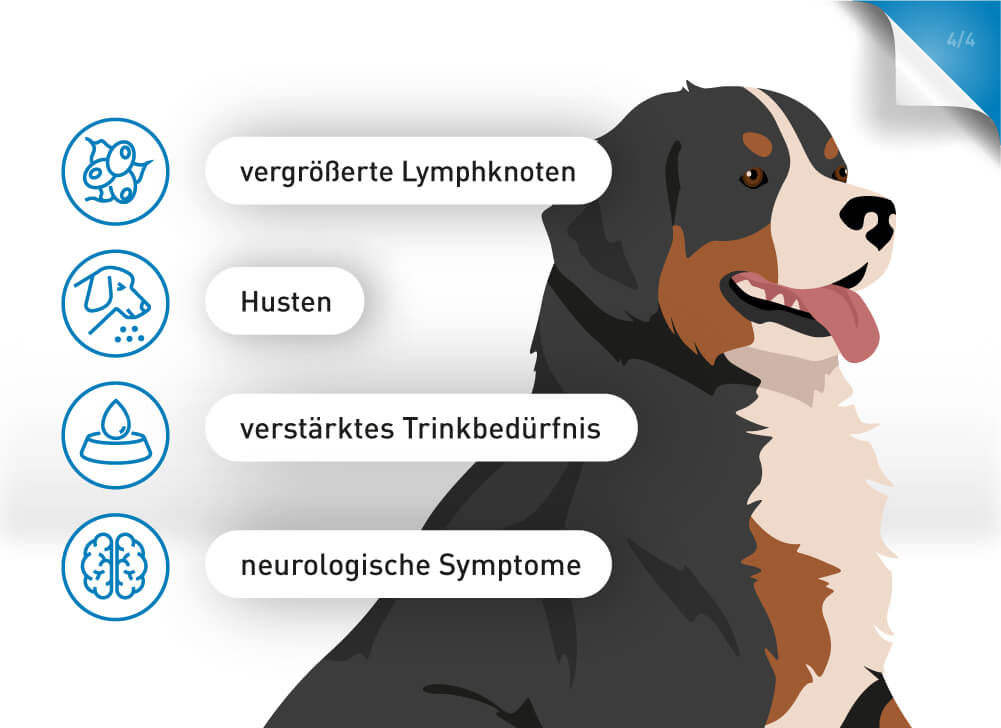 Bei Verdacht auf Anaplasmose bei Hunden sollte umgehend ein Tierarzt aufgesucht werden.
